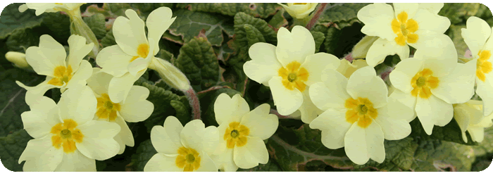 Primula vulgaris or Primrose as its commonly known