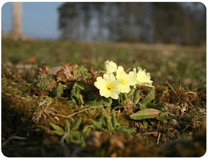Primula vulgaris or Primrose plant in field in spring