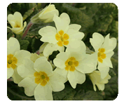 Primula vulgaris or Primroses