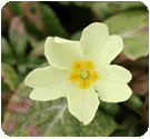 Close up of Primula vulgaris or Primrose flower