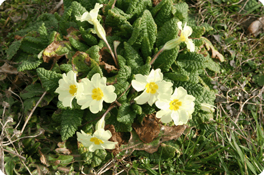 Primula vulgaris or Primrose plant