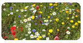 Cornfield Annual Mix