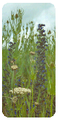 Annual and Biennial mix