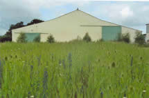 Teasel in Annual and Biennial mix in its second year