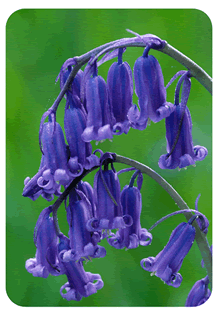 Bluebell or Wild Hyacinth flower by Niall Benvie