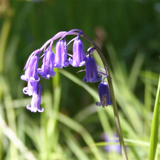 Bluebell (Hyacinthoides non-scripta)