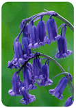 Bluebell (Hyacinthoides non-scripta) or Wild Hyacinth
