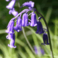 Bluebell, Hyacinthoides non-scripta, blue woodland wildflower