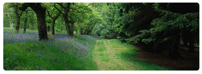Bluebell Wood by Niall Benvie