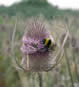 Teasel flower head with bumblebee