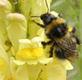 Bumblebee Mini mix Toadlfax and bumblebee