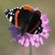 Butterfly mini mix, Red Admiral and Field Scabious