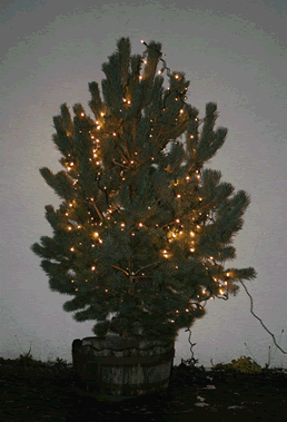 Scots Pine Christmas Tree