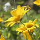 Corn Marigold, Chrysanthemum segetum, yellow annual wildflower