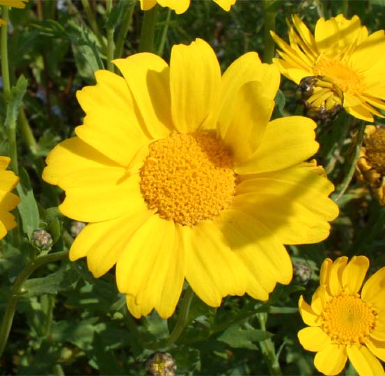 Corn Marigold (Chrysanthemum segetum)