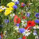 Cornfield Annual mini mix, poppies, corn marigolds, cornflower, mayweed