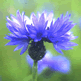 Cornflower, Centaurea cyanus, blue annual wildflower