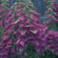 Foxglove, Digitalis purpurea