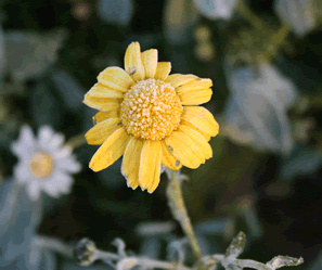 Corn Marigold (Chrysanthemum segetum) with frost