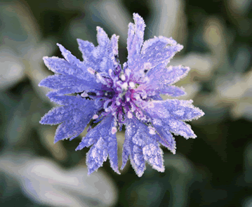 Cornflower (Centaurea cyanus) with frost