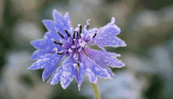Cornflower (Centaurea cyanus) with frost