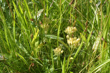Cowslip seedheads inside meadow