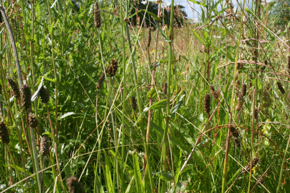 Mavisbank Meadow inside the meadow