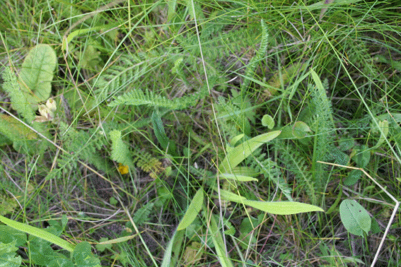 Inside Mavisbank meadow