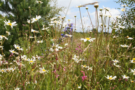 Steading Meadow