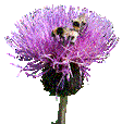 Melancholy Thistle