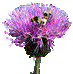 Melancholy Thistle