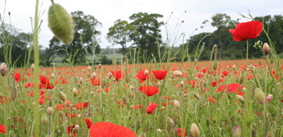 Corn Poppies
