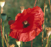 Corn Poppy Papaver rheoeas