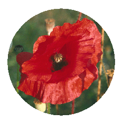 Poppy Papaver rhoeas
