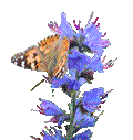 Painted Lady on Viper's Bugloss