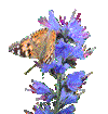 Painted Lady on Viper's Bugloss