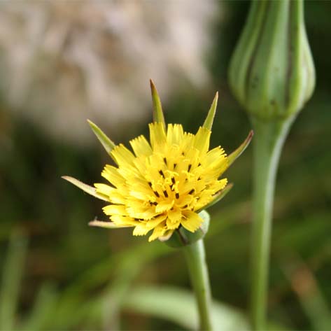 Goatsbeard