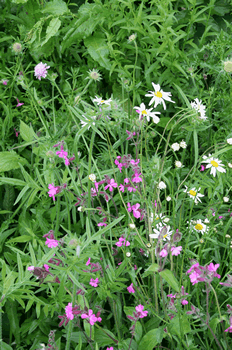 Hedgerow meadow