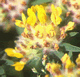 Kidney Vetch, Anthyllis vulneraria, yellow wildflower
