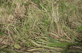 Cut meadow sward