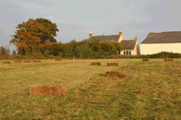 Cut meadow with bales