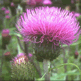 Melancholy Thistle, Cirsium heterophyllum, purple thistle