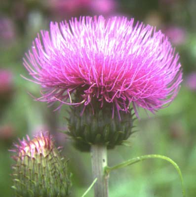 Melancholy Thistle (Cirsium heterophyllum)