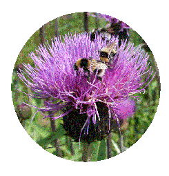 Melancholy Thistle Cirsium helenoides