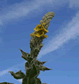 Mullein, Verbascum thapsus