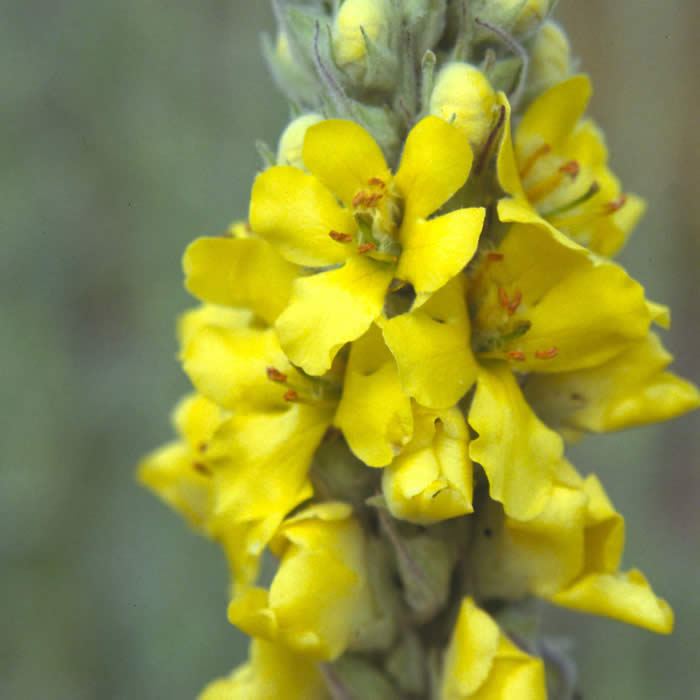 Mullein (Verbascum thapsus)