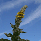 Mullein