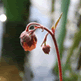 Pond Edge Mini mix, Water Avens