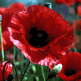 Poppy, Papaver rhoeas
