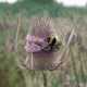 Teasel, Dipscaus fullonum